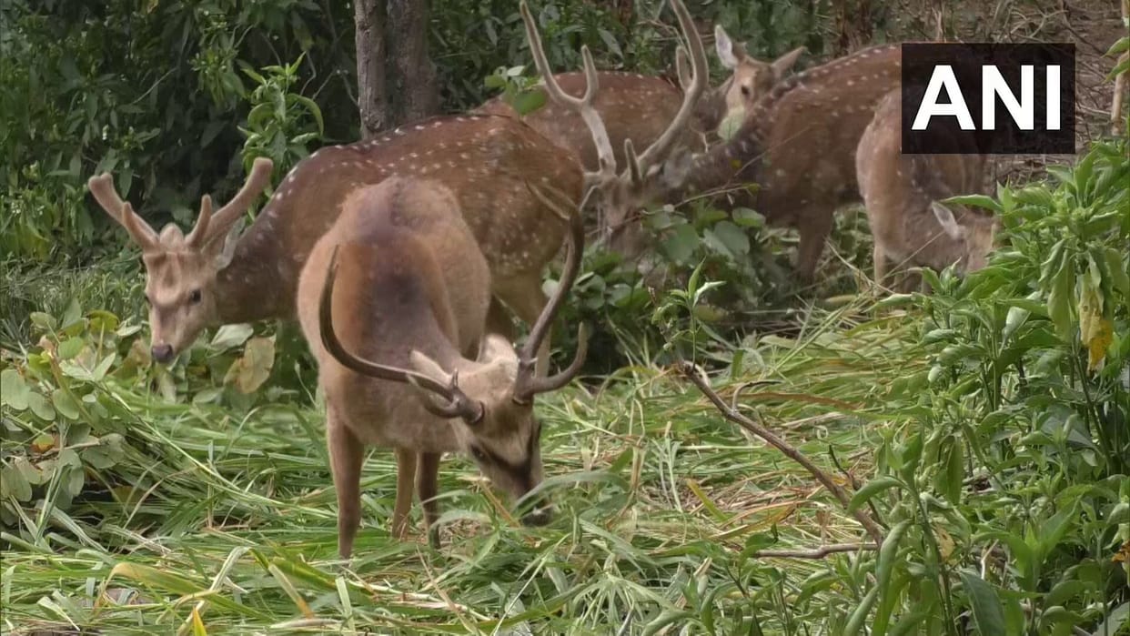 Zombie Deer Disease white tailed deer tested positive know more in hindi