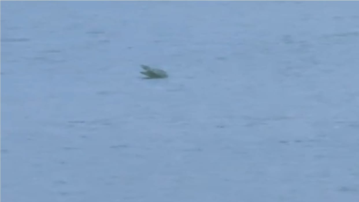 Sighting of crocodile in Brahmasarovar creates panic in kurukshetra