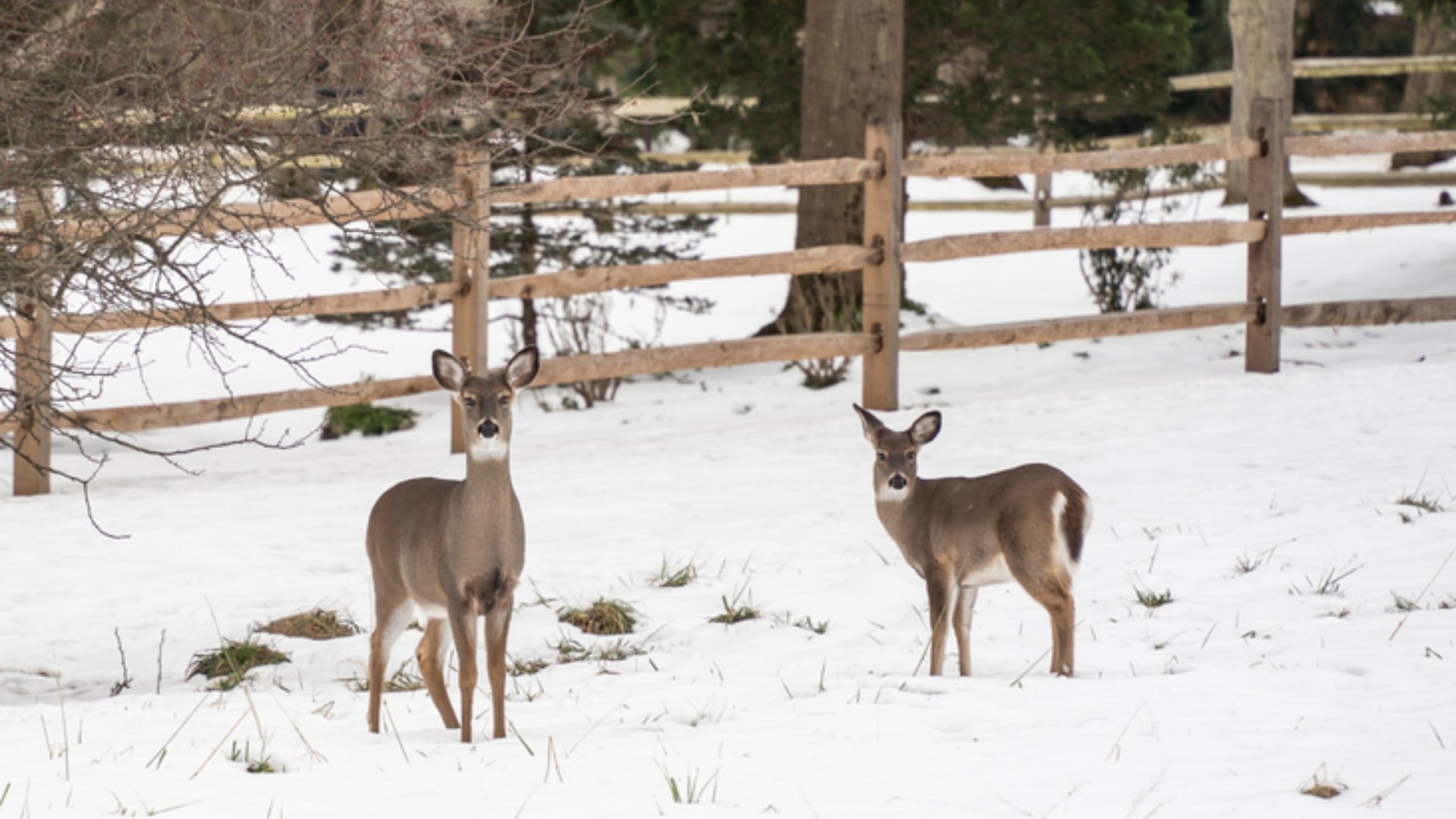 'Zombie Deer Disease' Hits Another US State As 2 White-Tailed Deers Test Positive In Virginia