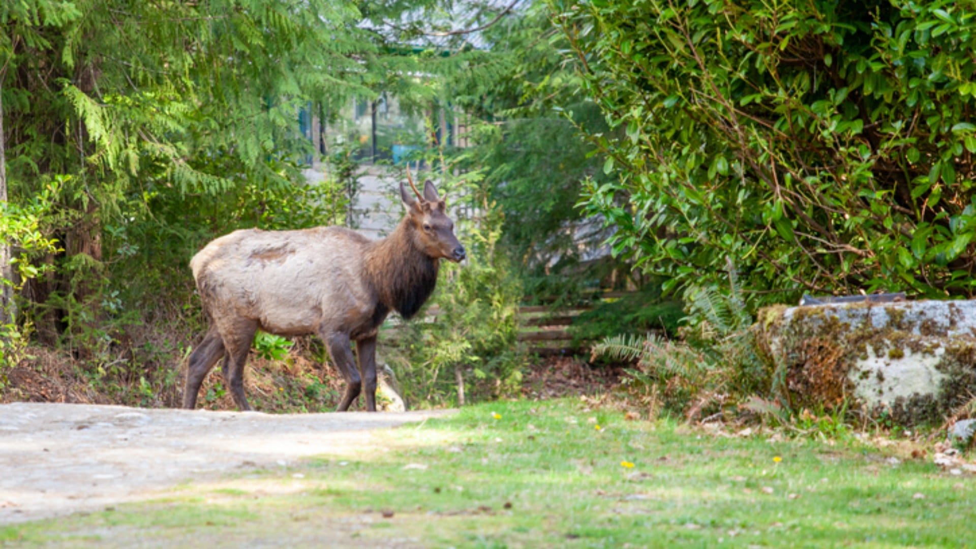 'Zombie Deer Disease' Hits Another US State As 2 White-Tailed Deers Test Positive In Virginia