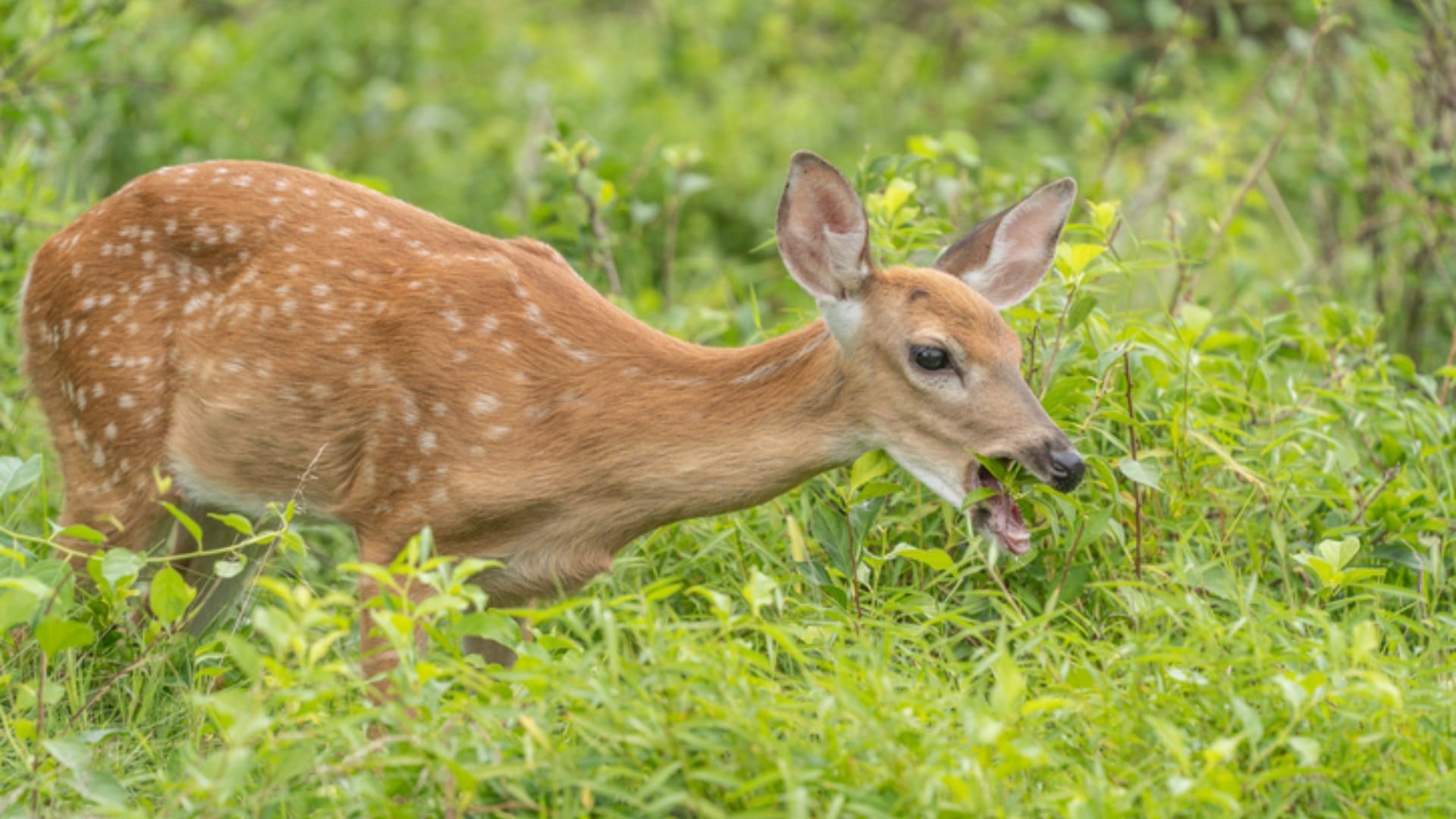 'Zombie Deer Disease' Hits Another US State As 2 White-Tailed Deers Test Positive In Virginia