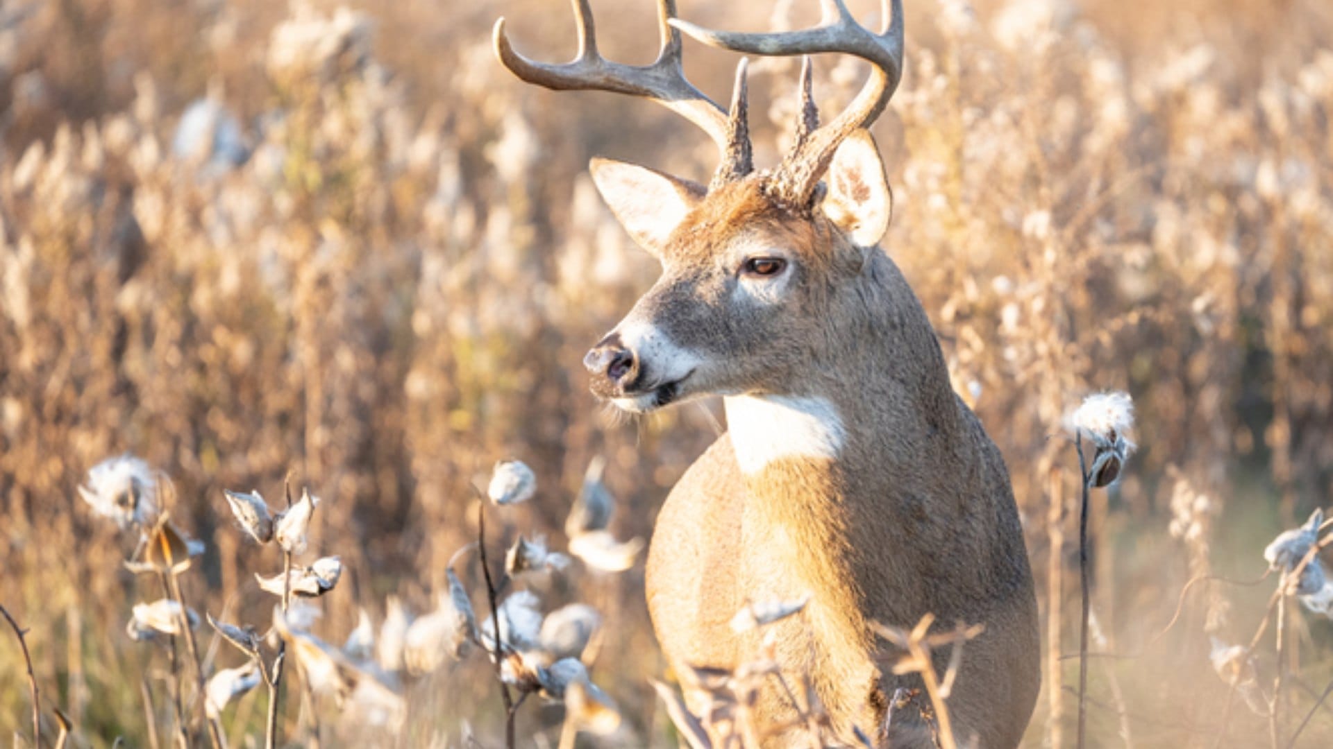 'Zombie Deer Disease' Hits Another US State As 2 White-Tailed Deers Test Positive In Virginia