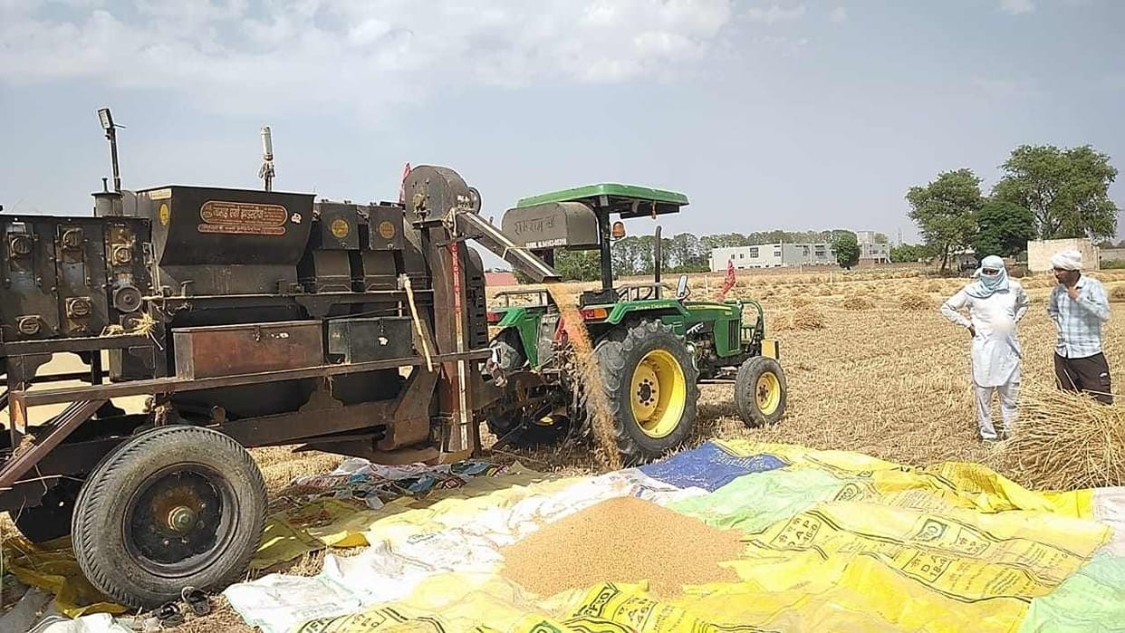 Karna Shivani wheat variety can become the darling of farmers In Haryana