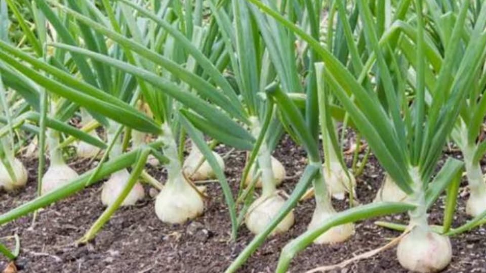 Cash crop in Kullu affected by garlic scab disease in Kullu Himachal