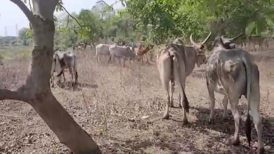 200 cattle were rescued smugglers were planning to smuggle cattle in Korba