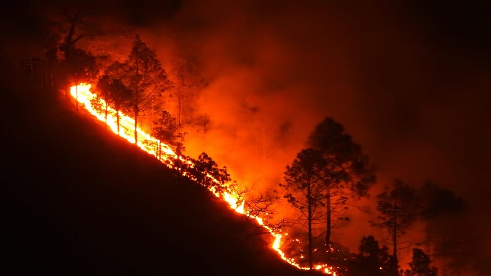 Uttarakhand Forest Fire: Huge loss due to forest fire in Kumaon Uttarakhand