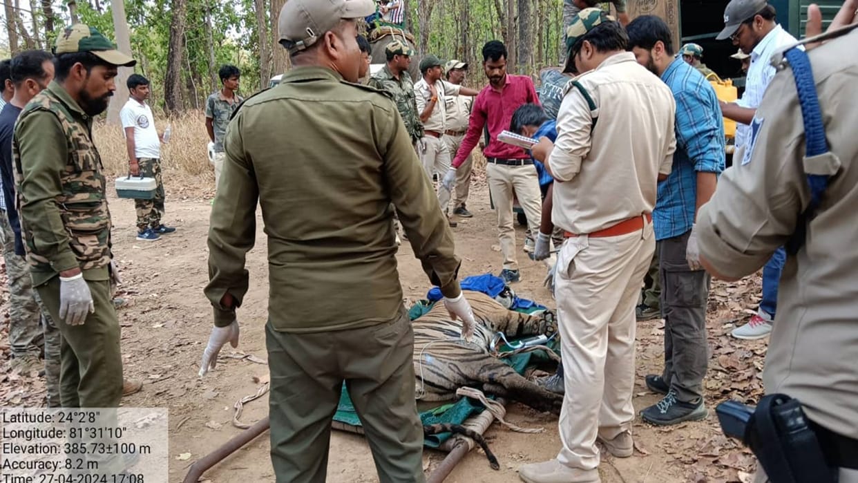Shahdol News When voting was stopped, administration was shocked man-eating tiger caught