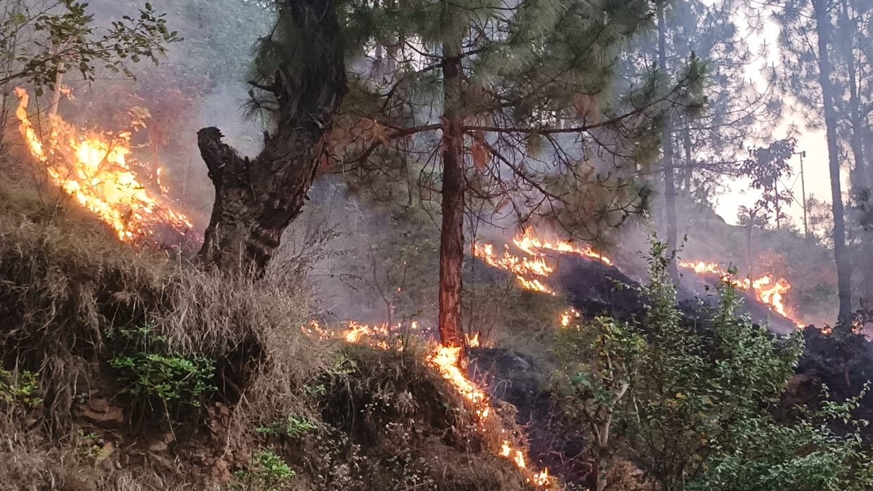 Uttarakhand Forest Burning Fire Forest blazes at 31 places in 24 hours Read All Updates in hindi