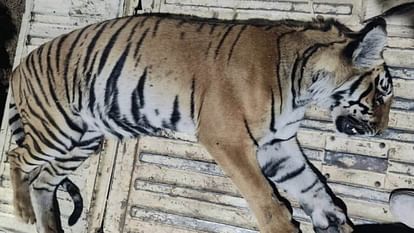 Nainital News Forest workers caught the tigress made farmer a morsel ten days ago