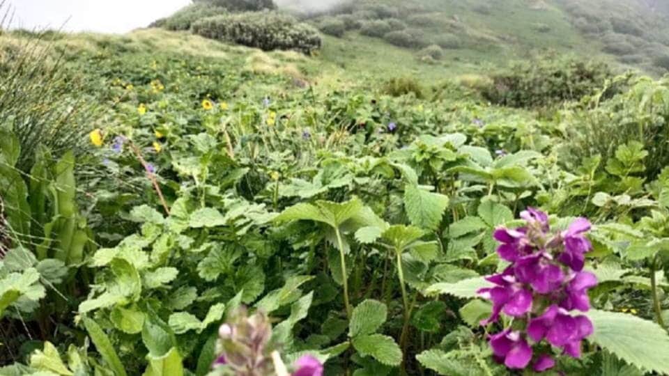 Chenap Valley on Chardham Yatra Route Amazing Destination for Enjoy trekking see Photos