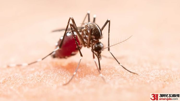 120 Cases Of Dengue Reported In Delhi – Amar Ujala Hindi News Live