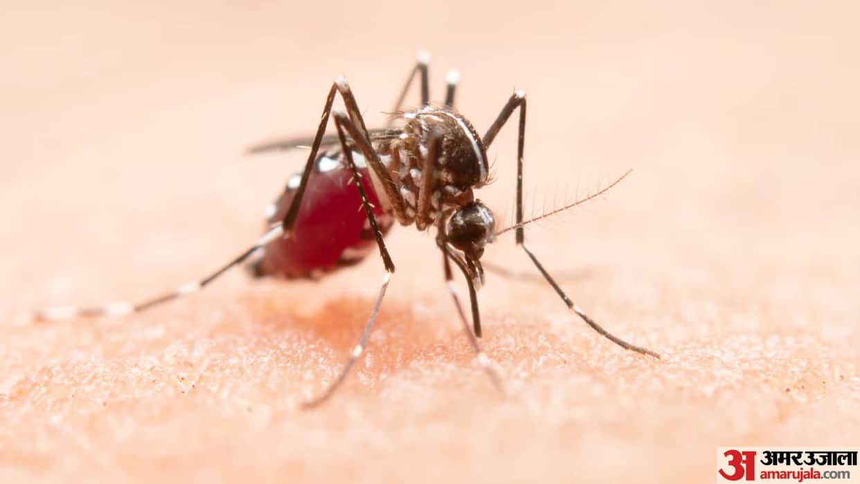 Dengue Clinical pattern changed symptoms of second stage are appearing in the first Uttarakhand news