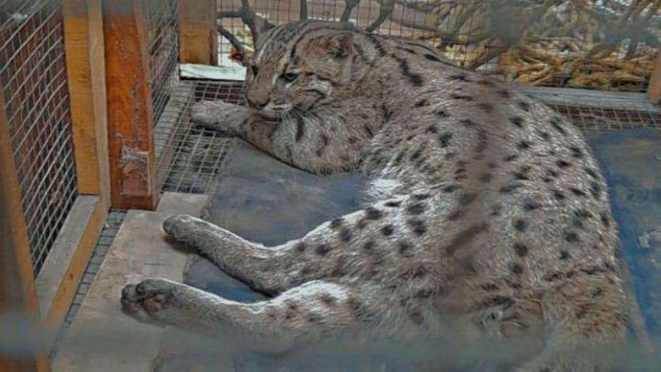 Fishing cat baby found in Kasimpur