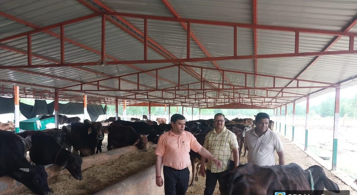 Impact of the news: Dead cattle were buried, officials noticed the shortcomings of the cowshed