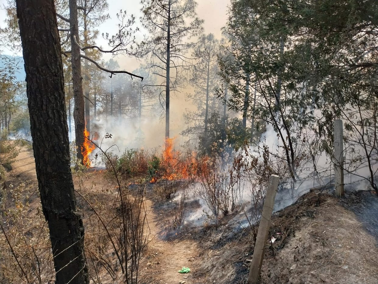 Uttarakhand news Forest workers trapped in massive fire in Paharpani forest saved their lives by running away