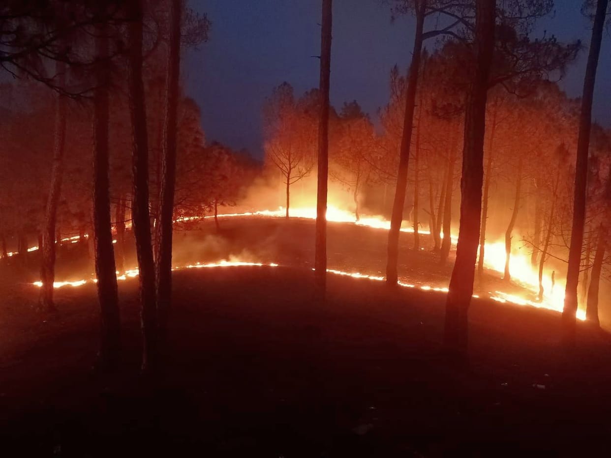 Uttarakhand Forest Fire: man burnt alive in forest fire in almora