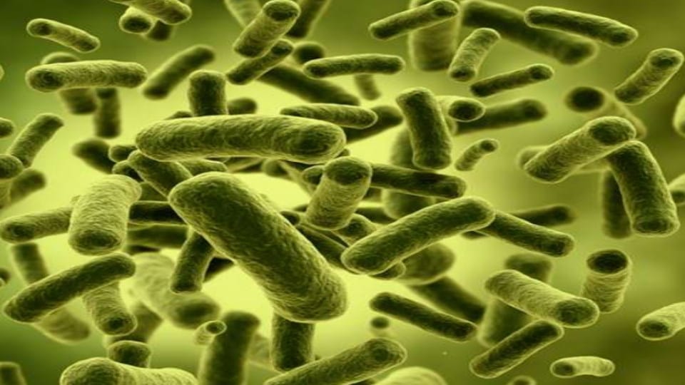 Dangerous bacteria found in three natural sources in Solan Himachal