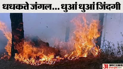 Nainital Forest Fire: Fire in the forest of Nainital and Bhimtal of Uttarakhand