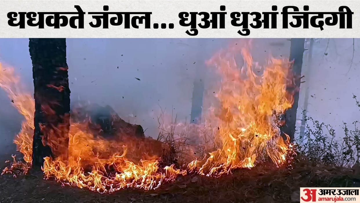 Nainital Forest Fire: Fire in the forest of Nainital and Bhimtal of Uttarakhand