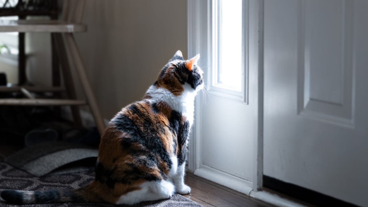 Time Machine: Are Cats Liquid? theoretical argument of a physicist