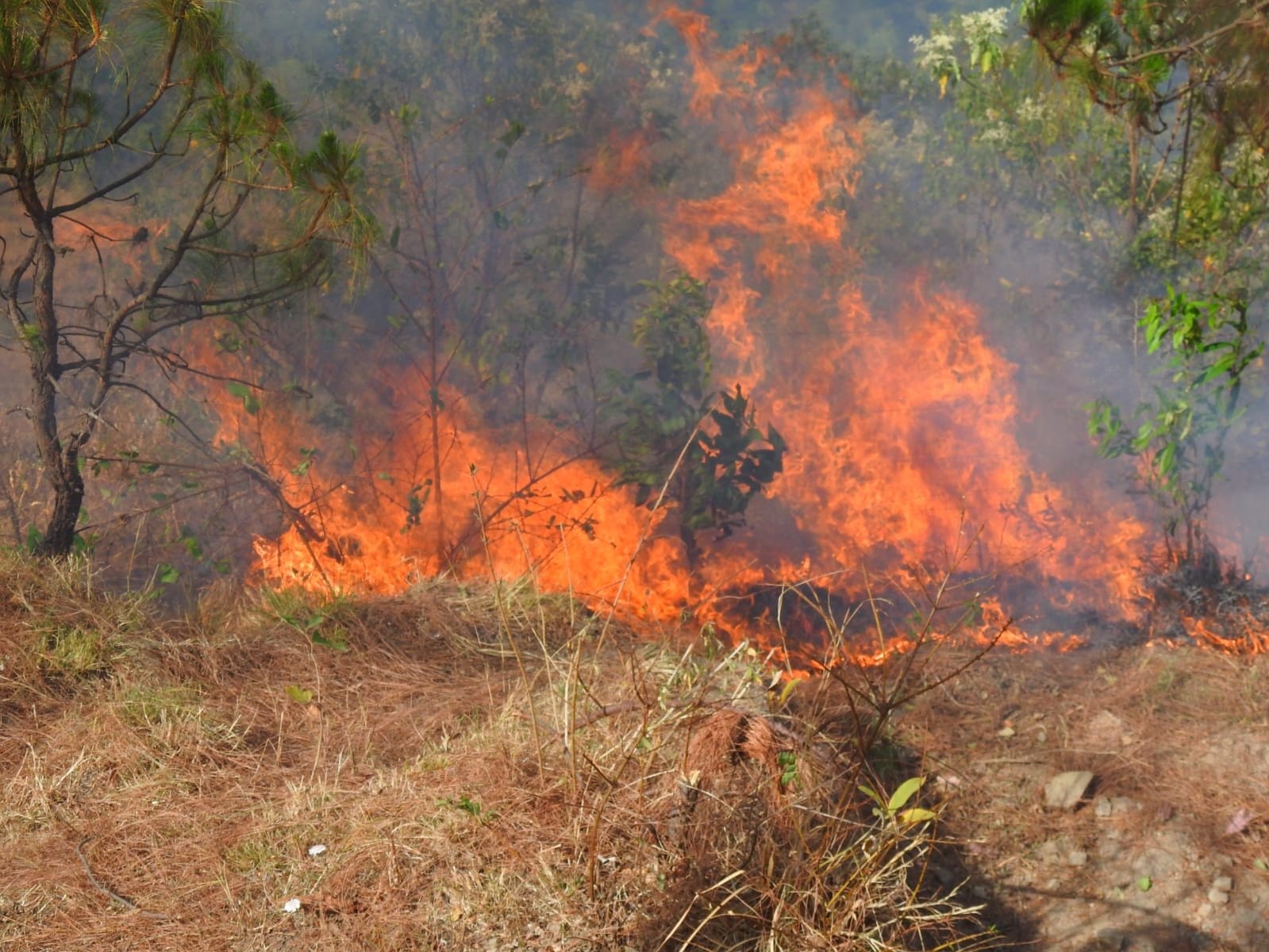 Uttarakhand Forest Burning again at 47 places, case registered against 10 more people