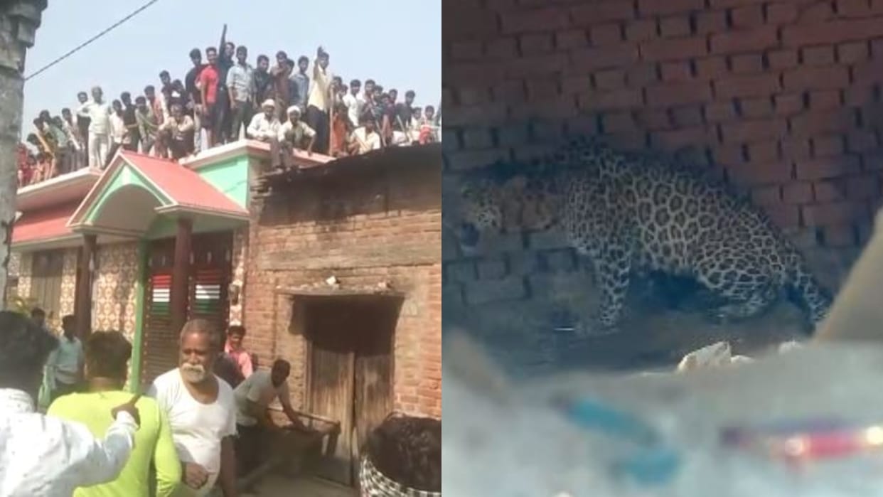 Leopard entered the house forest department team rescued in Pilibhit
