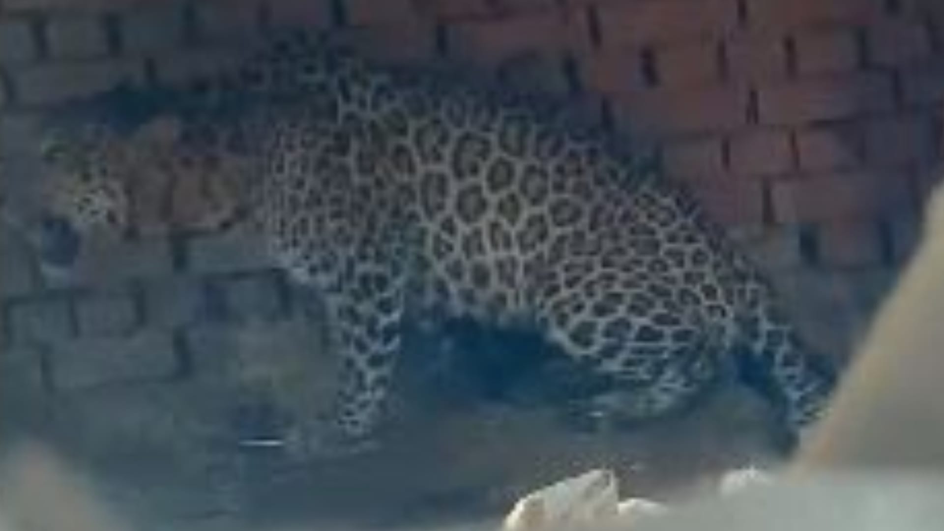 Leopard entered the house forest department team rescued in Pilibhit