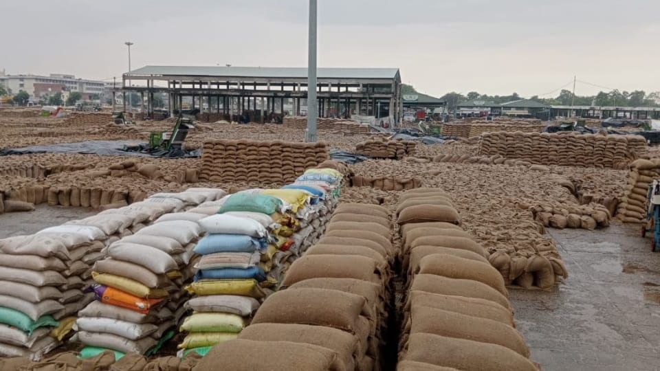 Government purchase of wheat begins in Punjab wheat in open