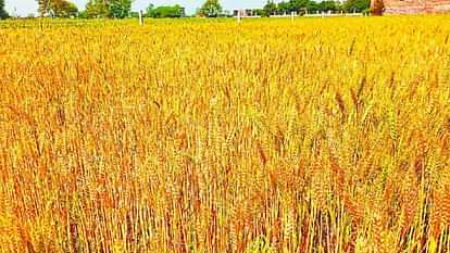 Insurance of wheat crop will be done at Rs 72 and that of barley at Rs 60 per bigha.