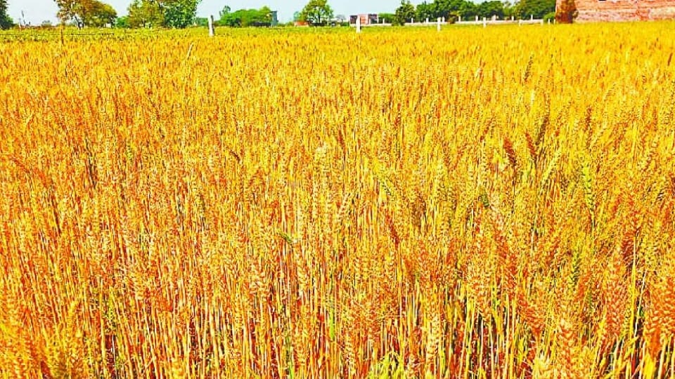 Connection between politics and agriculture in Punjab