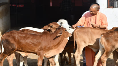 CM Yogi did cow service in Gorakhnath temple amidst election busyness, pampered children