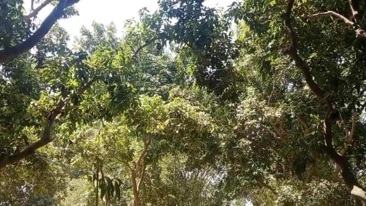 Effect of intense heat and hot winds on litchi in muzaffarpur