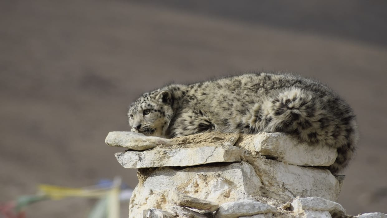 Wildlife Conservation: The Story Of Saving Lost Leopard