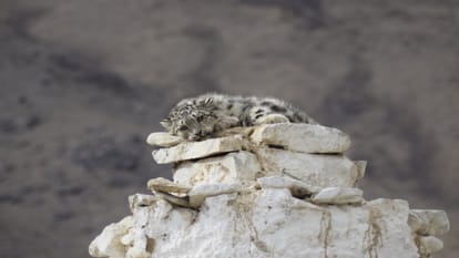 Wildlife Conservation: The Story Of Saving Lost Leopard