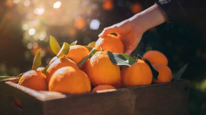 Ramari Bageshwar juicy oranges fell short as demand increased