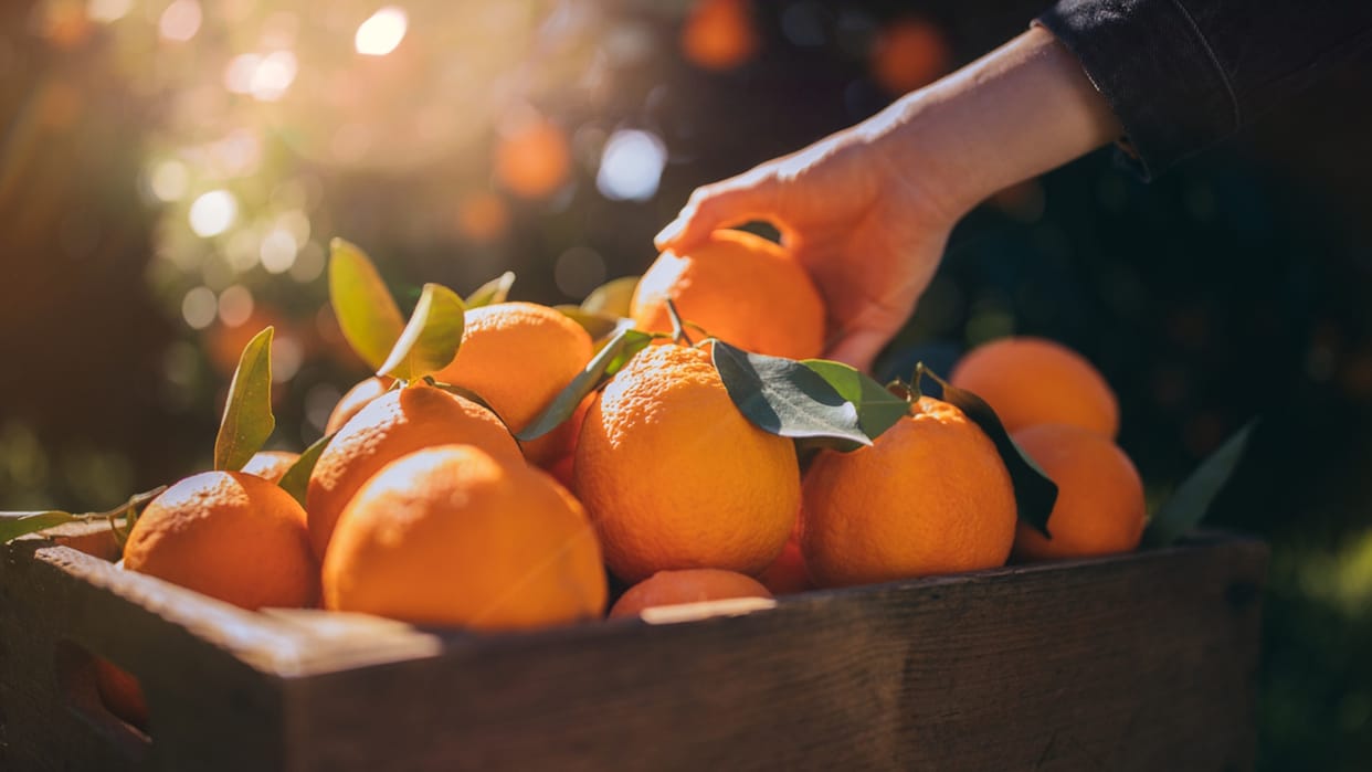 Ramari Bageshwar juicy oranges fell short as demand increased
