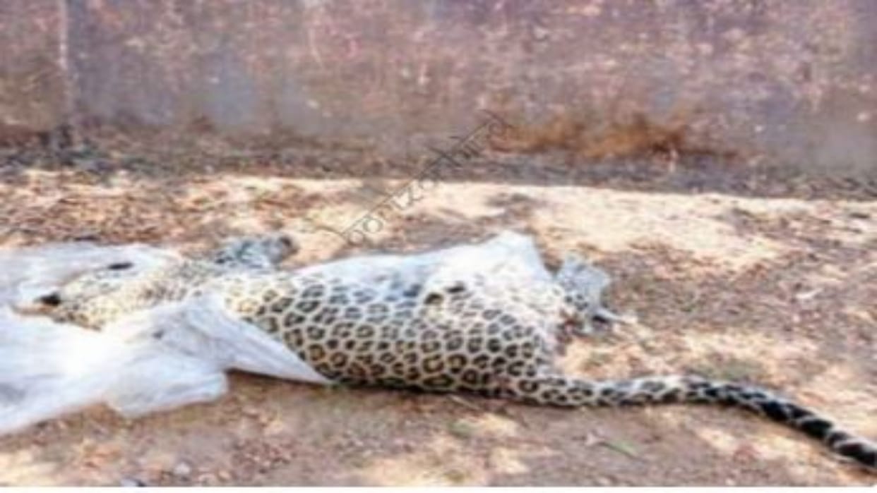 Udaipur News: Panther found dead on the road, forest department said death could be due to vehicle collision
