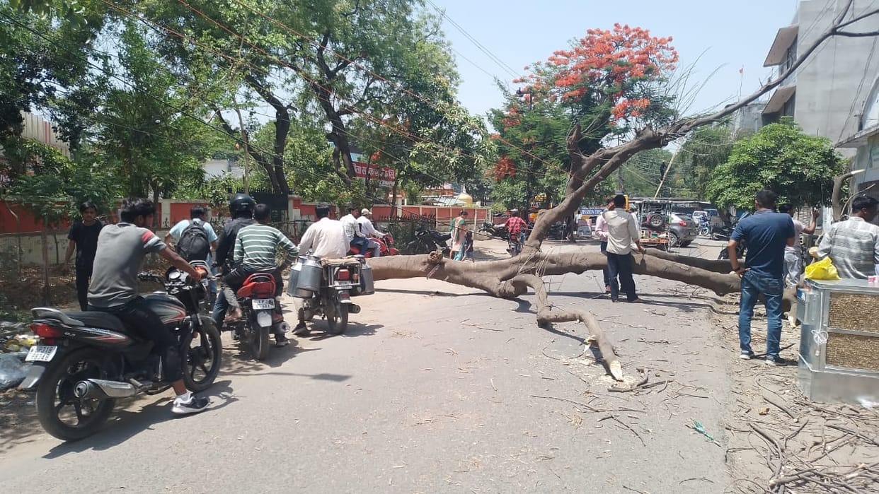 Delhi: Greenery is decreasing on the roads of the capital