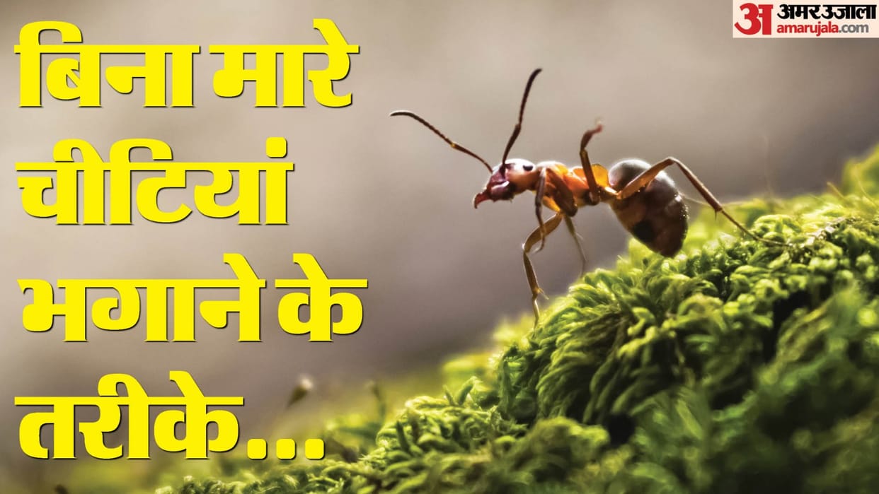 How to you get rid of ants follow these tricks