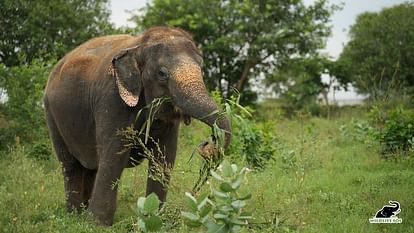 Elephant Kalpana completes five years of independence after forgetting her painful past