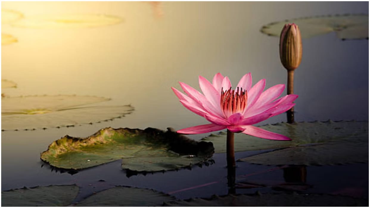 Be kind Human compassion connects us to each other Kindness can create lasting relationships