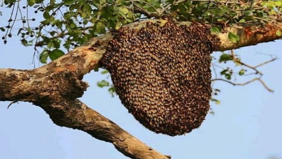 Man riding a bike dies after being attacked by bees in kashipur