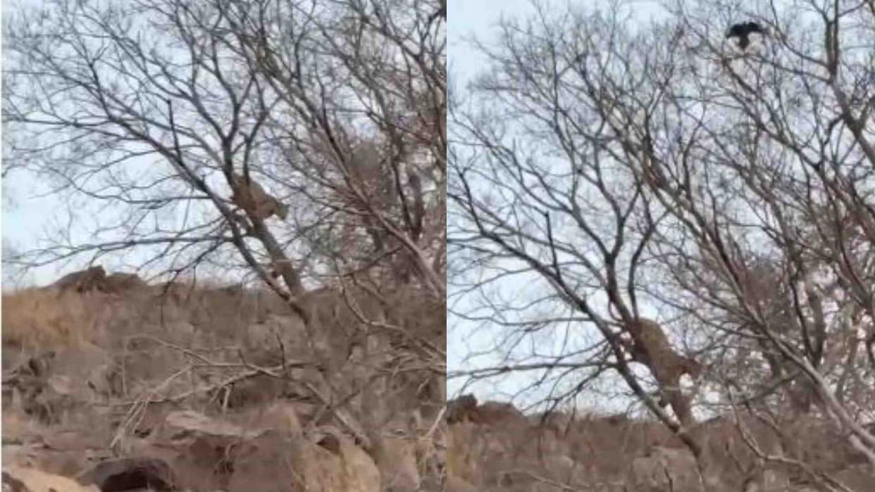 Alwar News: Panther killed two cattle and a monkey in Nangal Gangaguru village.