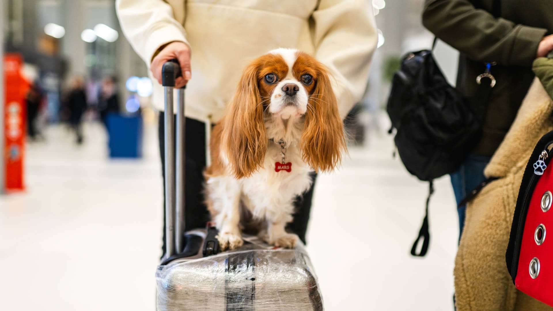Monsoon Pet Care Tips To Keep You Dog Happy And Healthy in hindi
