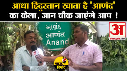 Gujarat: Half of India eats 'Anand's' banana, you will be shocked! Amar Ujala