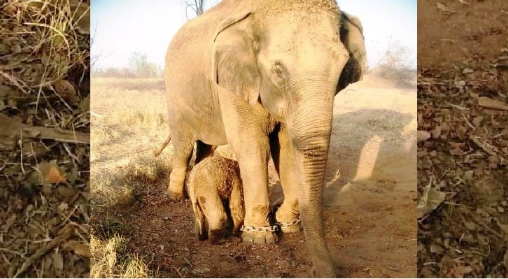 Elephants Mohankali and Krishnakali gave birth to children, both children are healthy, weight is also normal