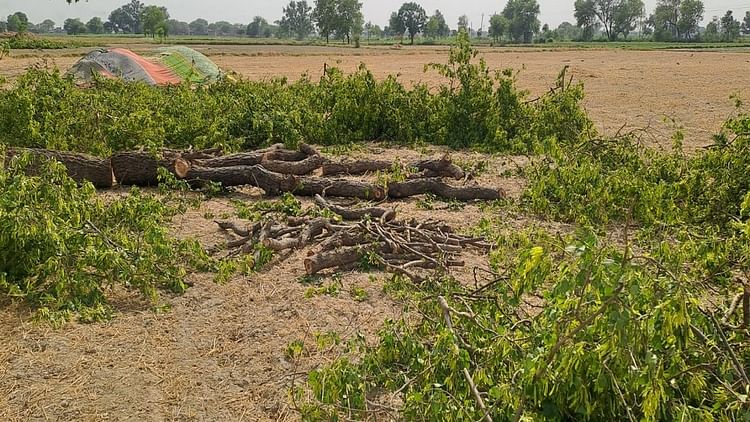 16 Green Rosewood Trees Were Cut Down - Amar Ujala Hindi News Live ...