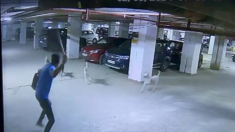 Dog attacks on young man in Ghaziabad s KDP Grand Savannah Society