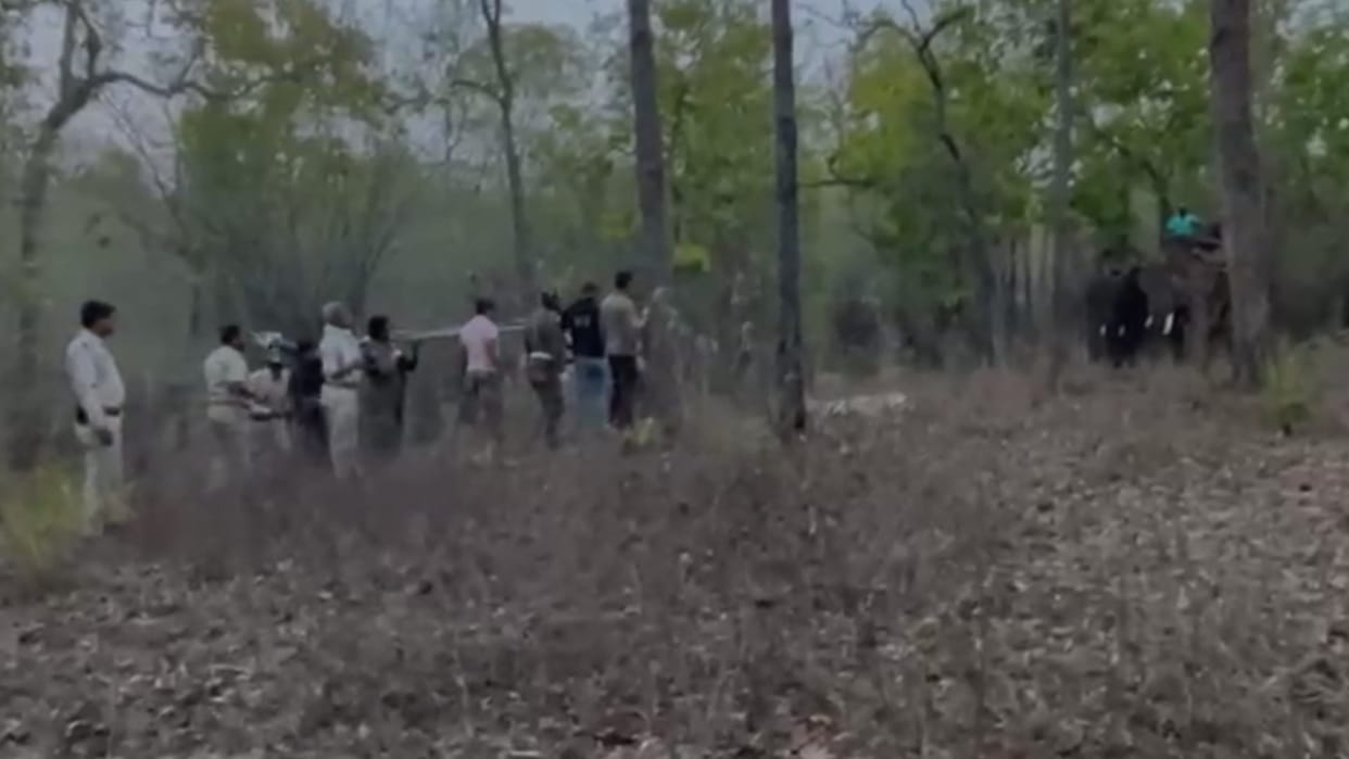 The tigress of Bandhavgarh will now show her power in Bhopal