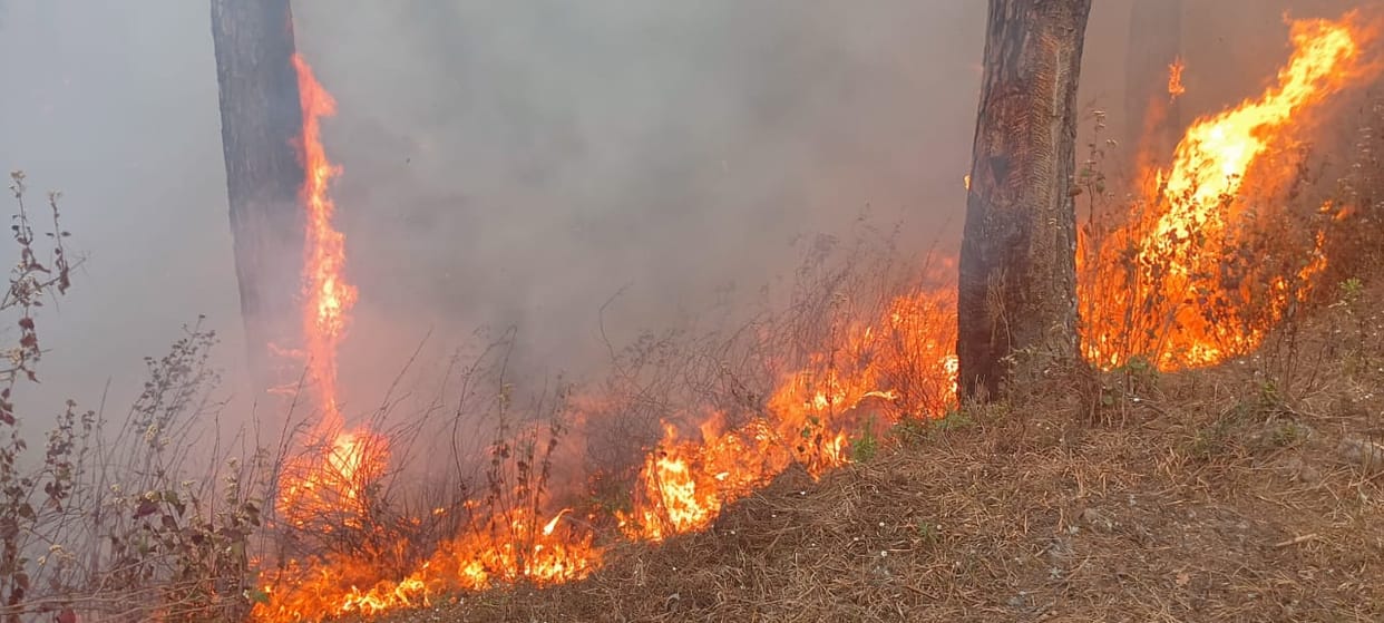 Public participation is now needed to prevent forest fires in Uttarakhand read All Updates in hindi